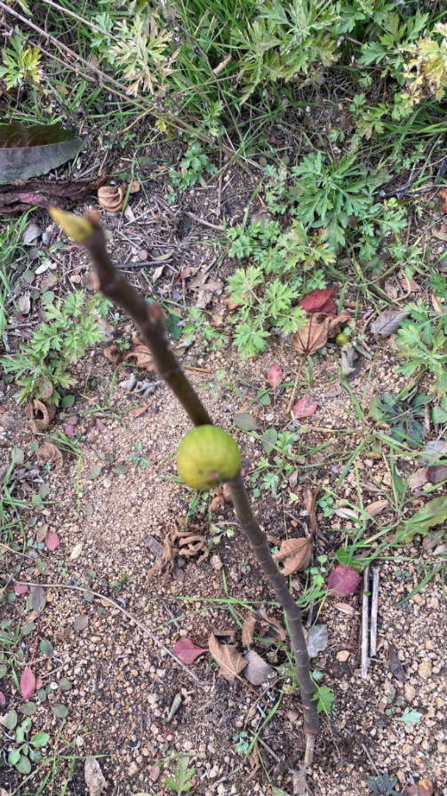 结了一个小无花果